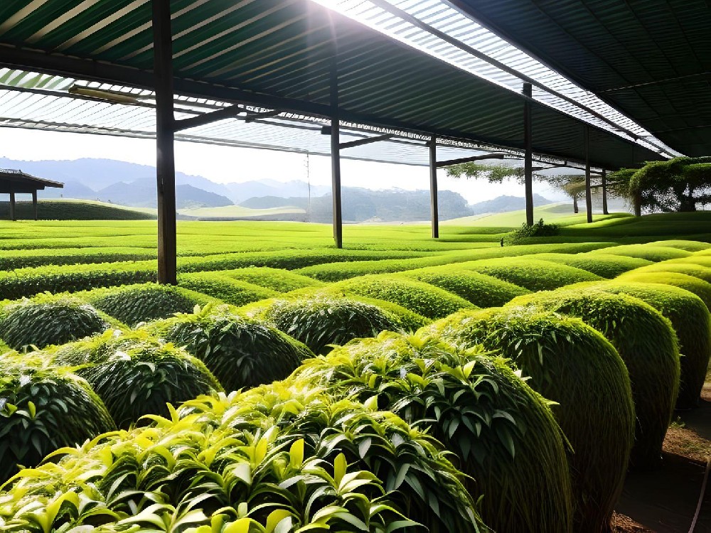绿茶市场的增长和机遇.jpg