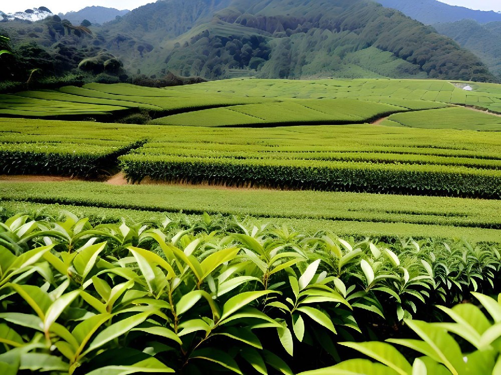 茶叶生产中的智能物流系统.jpg